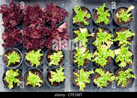 Salat grün und rot Babypflanze Sprossen in Töpfen für die Bepflanzung Stockfoto