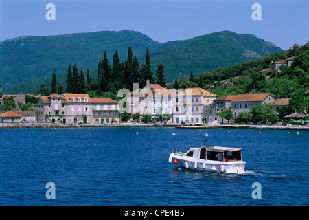 Rose, Boka Kotorska (Bucht von Kotor), Montenegro, Europa Stockfoto