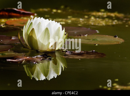 Seerose schwimmende am Teich im park Stockfoto