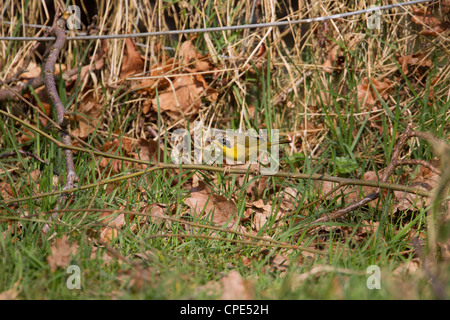 Gemeinsamen Yellowthroat Geothlypis Trichas Fütterung unter Laubstreu in Rhewderin, Wales im März. Stockfoto