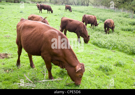 Rot-Umfrage Rinder Kälber in Weiden Weide Shottisham Suffolk England Stockfoto