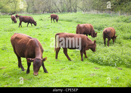 Kälber rot Umfrage Rinder grasen auf Wiese, Sutton, Suffolk, England Stockfoto