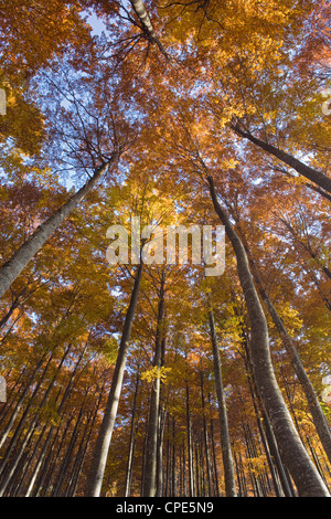 Herbstfarben in einem Buche Baum Wald in den Julischen Alpen, Goriska, Slowenien, Europa Stockfoto