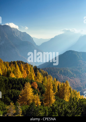 Goldene Lärchen und die Julischen Alpen von der Mangart übergeben, Goriska, Slowenien, Europa Stockfoto