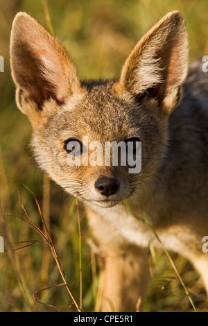 Eine neugierige und überraschend Fett schwarz-backed Schakal Cub in Masai Mara National Reserve, Kenia, Ostafrika, Africa Stockfoto