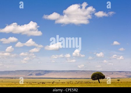 Eine Herde Büffel in den Schatten gestellt durch die weiten der Masai Mara Plains, Kenia, Ostafrika, Afrika Stockfoto