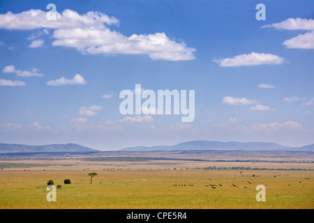 Zebra, Topi und andere Antilopen auf den Ebenen der Masai Mara, Kenia, Ostafrika, Afrika Stockfoto