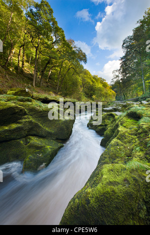 Frühherbst in den Strid in der Nähe von Bolton Abbey, Wharfedale, Yorkshire, England, Vereinigtes Königreich, Europa Stockfoto