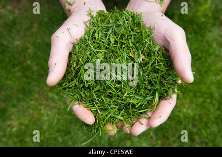 Schließen Sie oben von kaukasischen mans Hände halten frisch Schnittgut Stecklinge Stockfoto