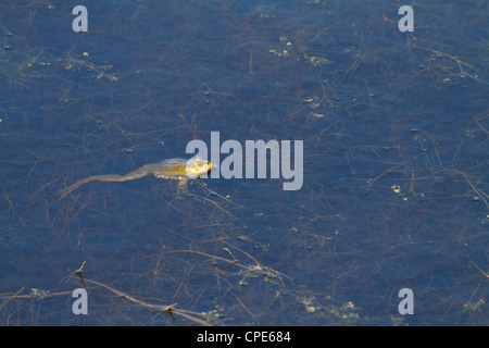 Ein Frosch Pelophylax ridibundus innerhalb seiner Teichumgebung. Oare Sümpfe Naturschutzgebiet Stockfoto