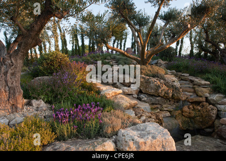 Mediterraner Garten mit alten Olivenbäumen und Kräutergarten in Hochbeeten Gärten Wasserfall über Felsen UK Stockfoto