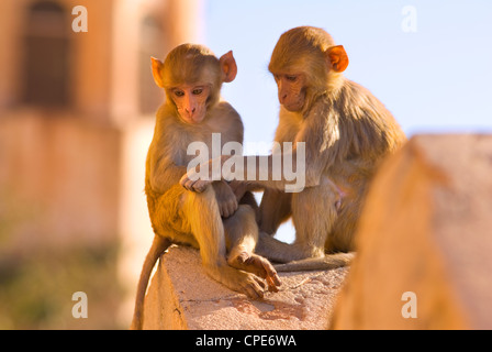 Affen im Tiger Fort, Jaipur, Rajasthan, Indien, Asien Stockfoto