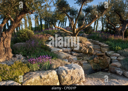 Alte Olivenbäume in einem mediterranen Garten, der trocken resistent und toll ist mit Kräutern - Rosmarin und Lavendel - Sommer UK Stockfoto