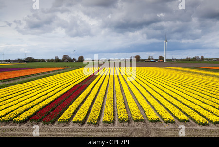 schöne Felder mit verschiedenen Tulpen in der Nähe von Hillegom in Niederlande Stockfoto