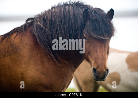 Wildpferde, South Island, Island, Polarregionen Stockfoto