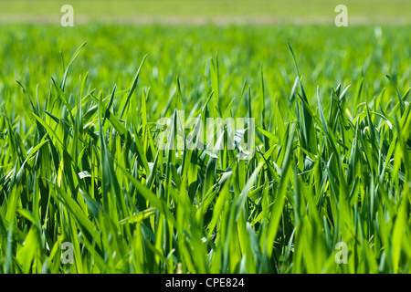 Die grünen Grashalm im Frühjahr hautnah Stockfoto