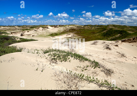 Sanddünen in Zandvoort Aan Zee, Niederlande Stockfoto