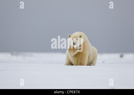 Eisbär Ursus Maritimus sitzen und kratzt an Kaktovik, Arktis im Oktober. Stockfoto