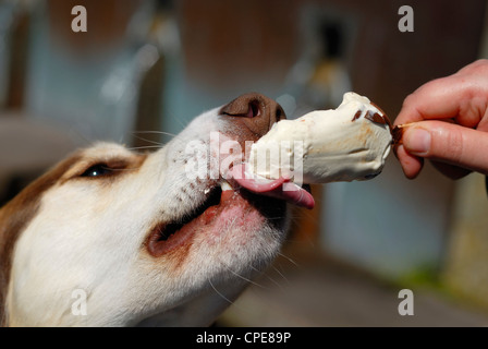 Husky Hund essen Eis vom Besitzer Hand. Stockfoto