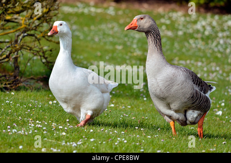 Zwei Gänse (Anser Anser Domesticus), eine weiße, eine graue, zu Fuß auf dem Rasen vor Stockfoto