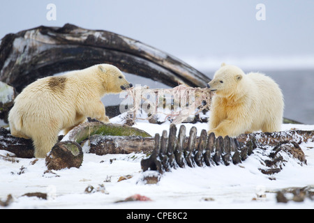 Eisbär Ursus Maritimus Jungen kämpfen über Grönlandwal Fleisch bei Kaktovik, Arktis im Oktober. Stockfoto