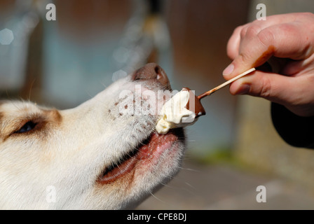 Husky Hund essen Eis vom Besitzer Hand. Stockfoto