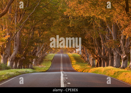 Die kurvenreiche Straße durch die Buche Avenue an der Kingston Lacy, Dorset, England, Vereinigtes Königreich, Europa Stockfoto