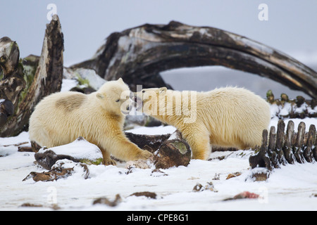 Eisbär Ursus Maritimus Jungen kämpfen über Grönlandwal Fleisch bei Kaktovik, Arktis im Oktober. Stockfoto