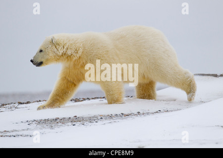 Eisbär Ursus Maritimus Erwachsener zu Fuß in Kaktovik, Arktis im Oktober. Stockfoto