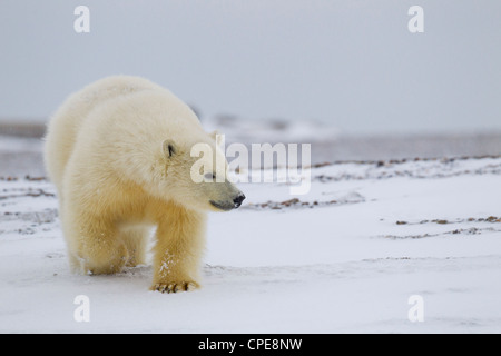 Eisbär Ursus Maritimus Erwachsener zu Fuß in Kaktovik, Arktis im Oktober. Stockfoto