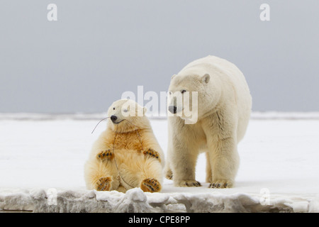 Eisbär Ursus Maritimus Mutter und Cub auf Kaktovik, Arktis im Oktober. Stockfoto