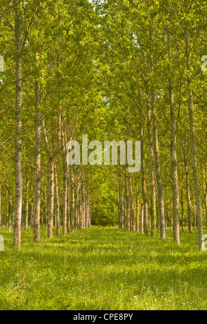 Bäume in der Nähe von Fontaines-En-Sologne, Loir-et-Cher, Centre, Frankreich, Europa Stockfoto