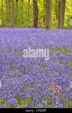 Glockenblumen unter Bäumen, West Woods, Wiltshire, England, Vereinigtes Königreich, Europa Stockfoto