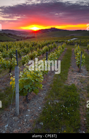 Weinberge, Sancerre, Cher, Loire-Tal, Centre, Frankreich Stockfoto