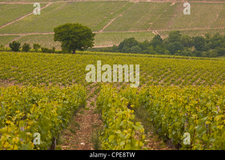 Weinberge, Prehy, Burgund, Frankreich, Europa Stockfoto