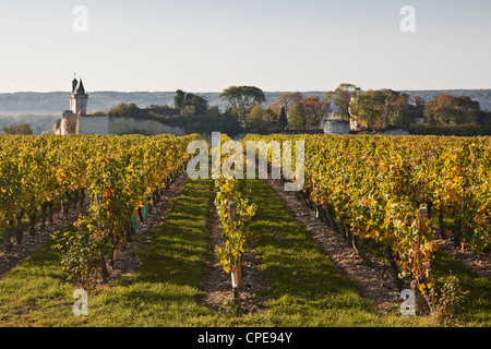 Weinberge in der Nähe des Schlosses von Chinon, Indre-et-Loire, Loire-Tal, Frankreich Stockfoto