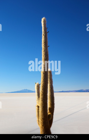 Isla del Pescado, Phaspani, Salar de Uyuni, Bolivien, Südamerika Stockfoto