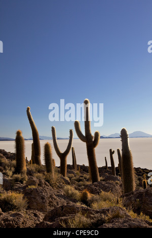 Kakteen auf Isla de Los Pescadores und Salinen, Salar de Uyuni, Southwest Highlands, Bolivien, Südamerika Stockfoto