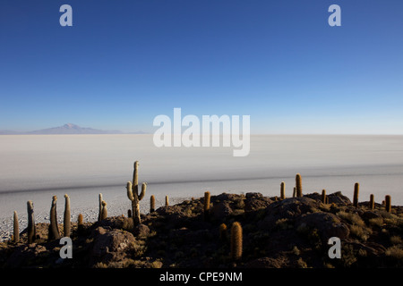 Kakteen auf Isla de Los Pescadores und Salinen, Salar de Uyuni, Southwest Highlands, Bolivien, Südamerika Stockfoto