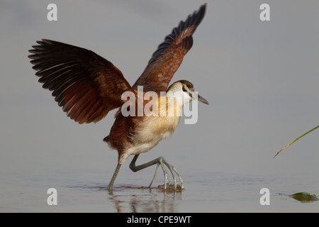 Afrikanische Jacana Actophilornis Africanus Futtersuche entlang Damm am See Awassa, Äthiopien im Februar. Stockfoto