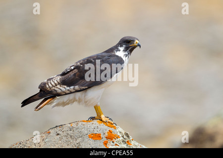 Augur Bussard Buteo Augur thront auf Felsen am Sanetti Plateau, Bale-Mountains-Nationalpark, Äthiopien im März. Stockfoto