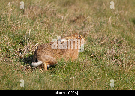 Brauner Hase in den Cotswolds gloucestershire Stockfoto