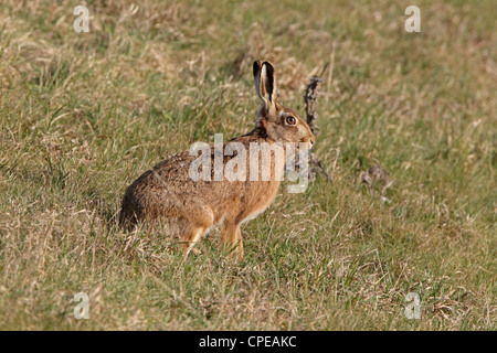 Feldhasen in den Cotswolds Gloucestershire Stockfoto