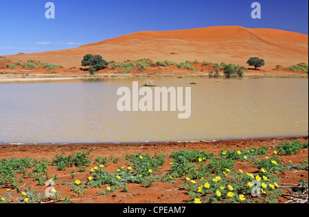 Blumen und Wasser in Sossusvlei, Namib-Wüste, Namibia, Landschaft Stockfoto