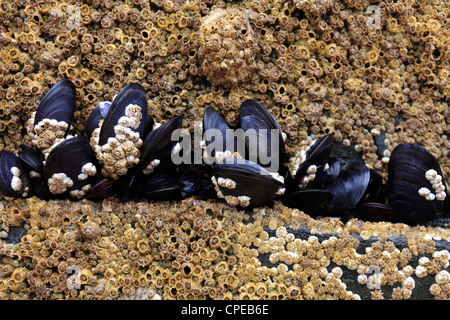 Gemeinsamen Bett Miesmuschel (Mytilus Edulis) Stockfoto