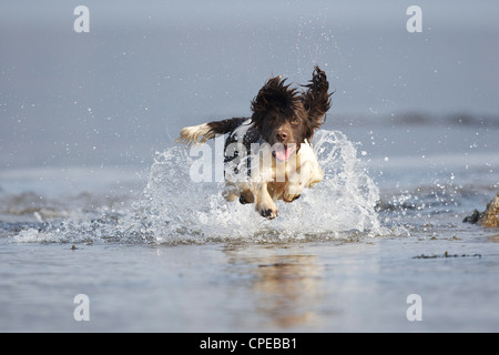 Englisch Springer Spaniel genießen einen Lauf und planschen im Wasser Stockfoto