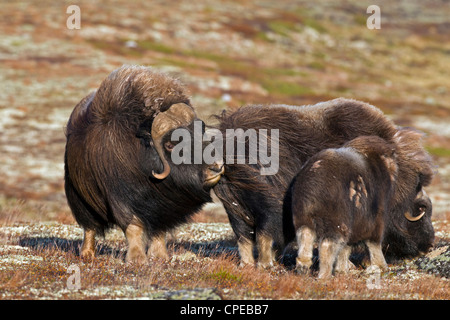 Moschusochsen (Ovibos Moschatus) Herde, Kuh, Kalb und Stier auf Tundra in Spurrinnen Saison, Dovrefjell-Sunndalsfjella-Nationalpark, Norwegen Stockfoto