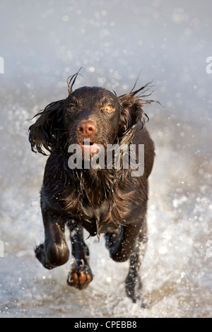 Arbeiten Cocker Spaniel Spaß durchs Wasser plantschen Stockfoto