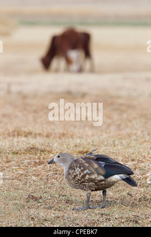 Blue-winged Gans Cyanochen Cyanoptera Nahrungssuche mit Rindern im Hintergrund in der Nähe von Debre Libanos, Äthiopien im Februar. Stockfoto