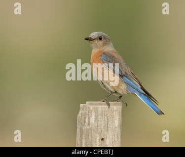 Weibliche Western Bluebird (Sialia Mexicana) oberhalb von Birdbox, Missoula, Montana Stockfoto